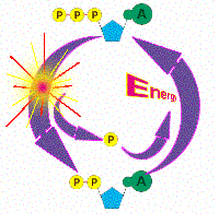 atp