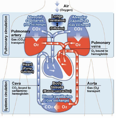 lungs