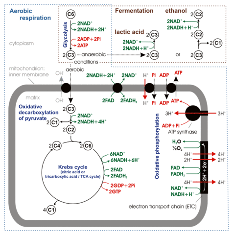 cellular respiration