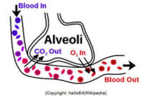 blood lungs