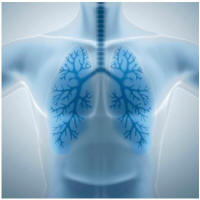 lungs