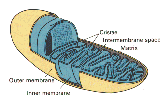 mitichondria